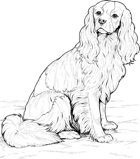 golden retriever puppy coloring pages printable