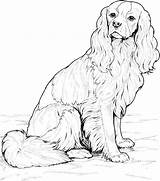 Coloring Pages Dog Cockapoo Cavalier Golden Spaniel Retriever Printable King Puppies Charles Puppy Shepherd Australian Breed Mandala Pound Clipart Koira sketch template