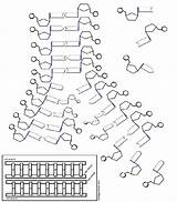 Helix Replication Worksheet Worksheets Designlooter Blueprint Experiments Scientific Nucleic sketch template