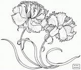 Carnations Carnation Coloring Drawing Pages Two Pink Printable Simple Flower Supercoloring Drawings Getdrawings Caryophyllus Dianthus Flowers Tattoo Line Paintingvalley Choose sketch template