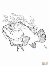 Bluefish Psd sketch template