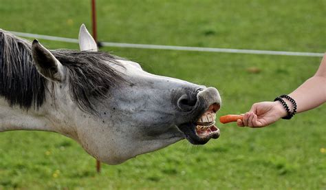 feeding treats  horse  ponies safely