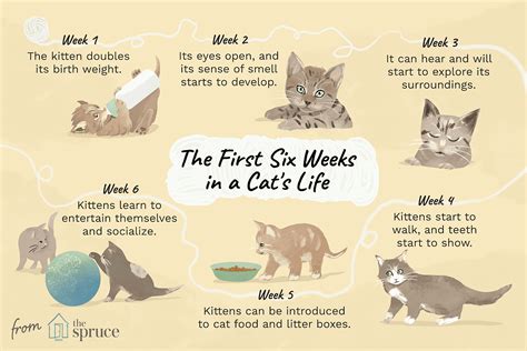 newborn kitten progression cat age chart with pictures alley cat allies