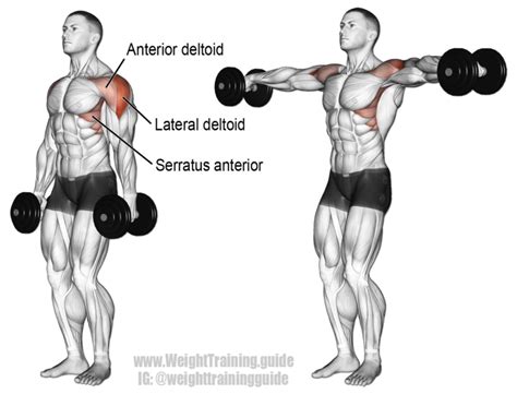 lateral raises       workouts gym junkies