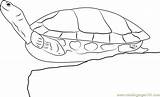 Turtle Coloringpages101 sketch template