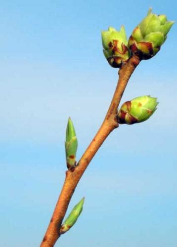 plant buds signal  beginning  spring fruit nuts