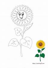 Sunflower Coloring Coloring1 sketch template
