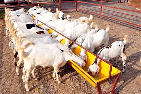 successful goat farmer    excellent tips benefits  rearing goats