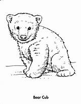 Bear Coloring Pages Cubs Polar Baby Cub Animals Drawing Winter Chicago Bears Line Grizzly Drawings Animal Printable Wolf Draw Color sketch template