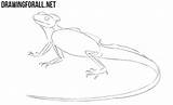 Lizard Draw Basilisk Drawingforall Fingers Crooked Limbs Thicken Mouth Neck Eye Head Long Next Step sketch template