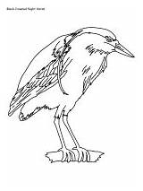 Mojave Heron Designlooter Ws Crowned sketch template