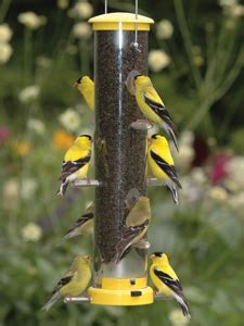 yellow finch feeder feeders  finches