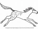 Appaloosa Horse sketch template