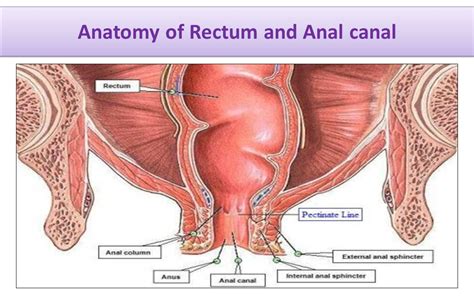 anal rectal