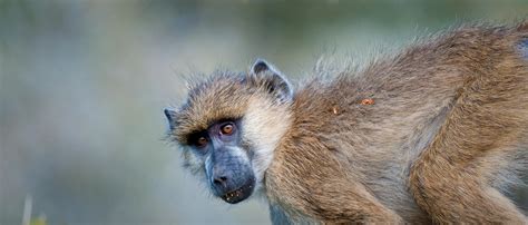 baboon african wildlife foundation
