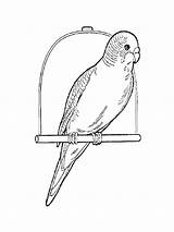 Coloring Pages Parrot Budgie Rosella Print Drawing Parakeet Printable Animals Easy Designlooter Comments Birds Getdrawings 1000px 49kb sketch template