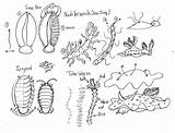 Sea Slug Coloring 616px 81kb sketch template