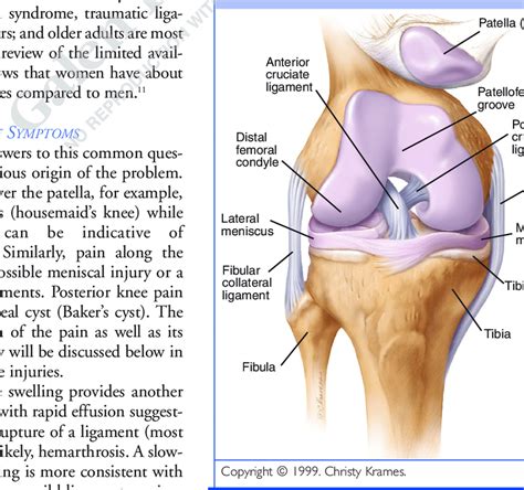 knee anatomy diagram