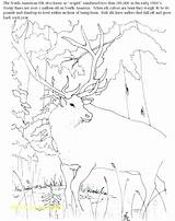 Elk Coloring Pages Bull Getcolorings sketch template