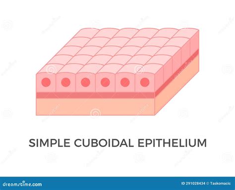 simple cuboidal epithelium epithelial tissue types cartoon vector