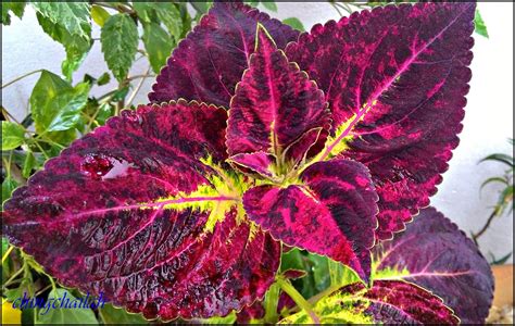 simple living  nancy growing coleus plants   garden