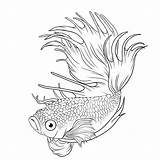 Fish Betta Splendens Siamese Lineart Poisson Dessiner Designlooter Poissons Galleryhip sketch template