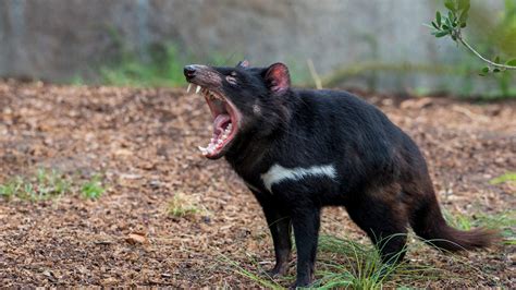 psbattle tasmanian devil roaring   wilderness rphotoshopbattles