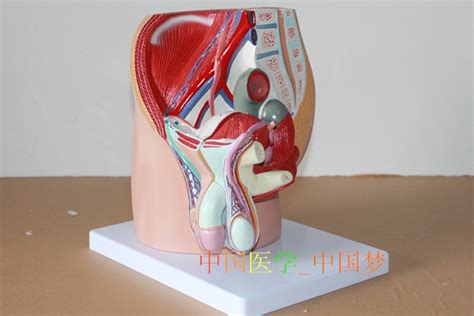 Pelvic Anatomy Structure Model Prostate Male Reproduction Urinary