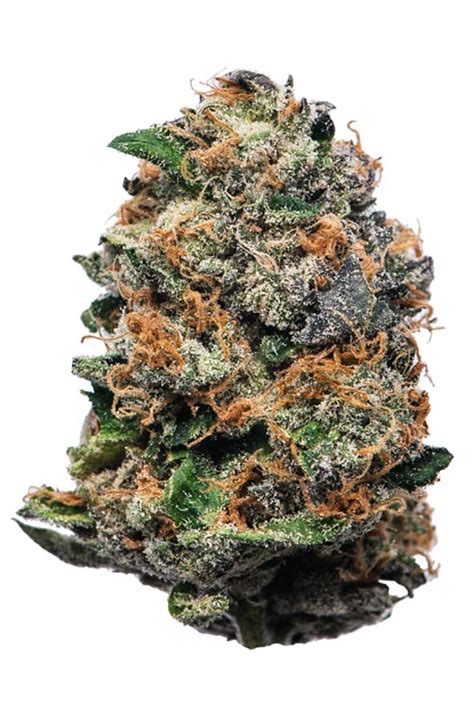 jigglers strain proper cannabis