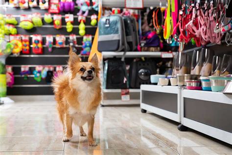 cute outfits holistic treats    nova pet stores elevate