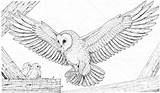 Owl Barn Owls Prey Barbagianni Ausmalbilder Eulen Preda Suoi Schleiereule Supercoloring Brut Fang Bringt Designlooter Ausmalbild sketch template
