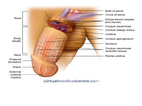 male sex organ enlargement porn pictures