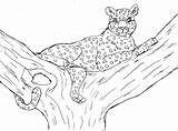 Leopardo sketch template