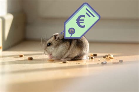 hoe duur  een hamster hamsterkooi kopen