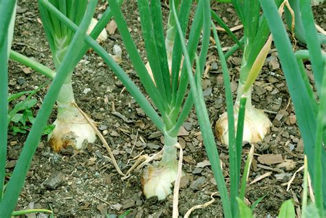 learn   choose   onion  grow