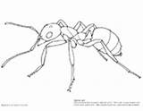 Ant Anatomy Worksheet Asu Biologist Askabiologist Biology sketch template