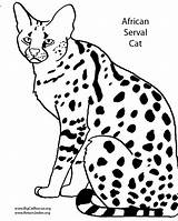 Coloring Pages Wild Dog African Serval Drawing Wildcat Cats Cat Wildcats Book Getdrawings Getcolorings Color Printable Animals Skip sketch template