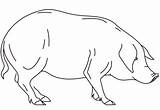 Maiale Schwein Ausdrucken Cerdo Schweine Bilder Porquinho Ausmalbild Animali Pradera Porcos sketch template