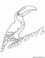Kids Toucan Bestcoloringpages Toco sketch template