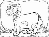 Vaca Granja Jengibre Hombre Ganado Buey Vacas Rancho Finca Bovino Varios Primeraescuela sketch template