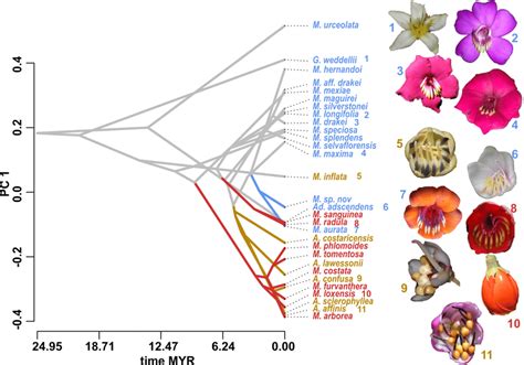 Traitgram Showing Floral Shape Evolution As Summarized By Pc1 34 3 Of