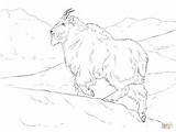 Goat Coloring Mountain Realistic Pages Printable Drawing sketch template
