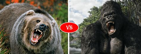 Grizzly Bear Vs Western Gorilla Fight Comparison Who