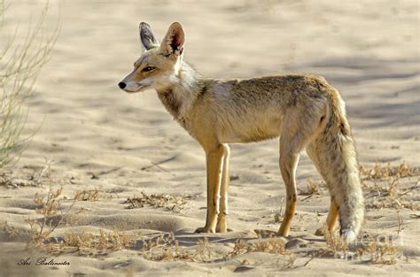 desert fox  photograph  arik baltinester