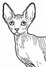 Cat Drawing Sphynx Hairless Easy Kyle Fox Shirts Comic Con sketch template