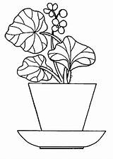 Coloring Pages Begonia sketch template