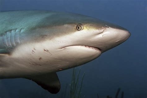 caribbean reef shark close  finks