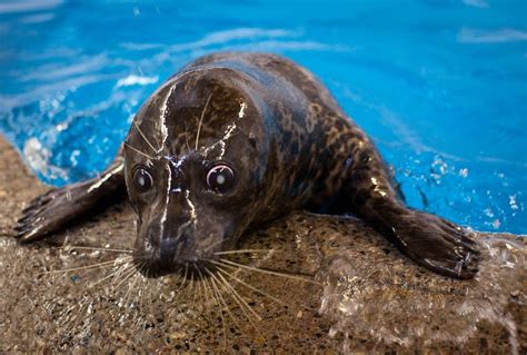 duluth seals bear moved  como zoo mpr news
