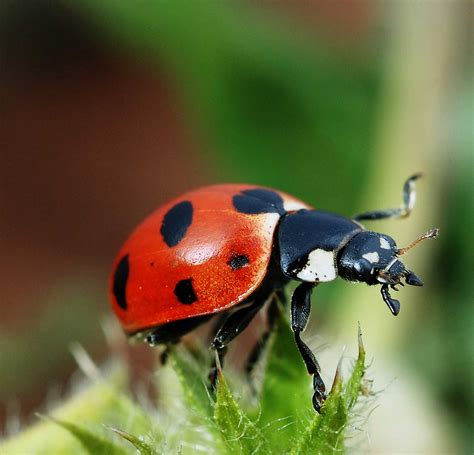 learn  nature  ladybugs poisonous learn  nature