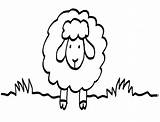Schaf Weide Bauernhof Ausdrucken Malvorlage sketch template